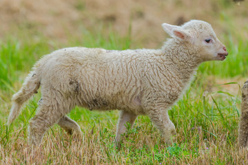 Sheep and lamb, baby sheep and the mother in a field 