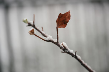 One red autumn leaf on a branch covered with snow.