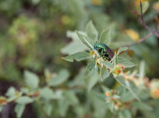 Green beetle eating leaves on a tree in Central Mexico.