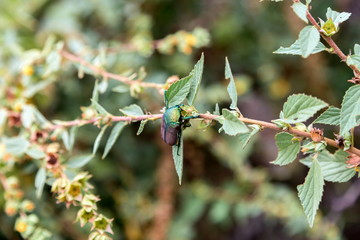 Green beetle eating leaves on a tree in Central Mexico.