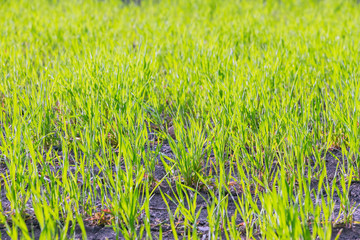 The young shoots of garlic. Selective focus 1