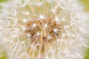 Fototapeta premium Detail of beautiful dandelion in spring 
