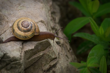 The snail is on the rock and looks down on the greens.