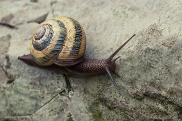 Snail crawling on a stone.