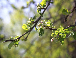 Apple tree with small flowers.