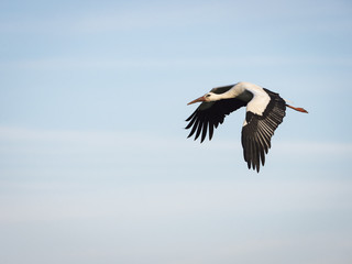 White stork (Ciconia ciconia) flying over the clouds against blue sky