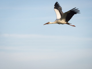 Obraz premium White stork (Ciconia ciconia) flying over the clouds against blue sky