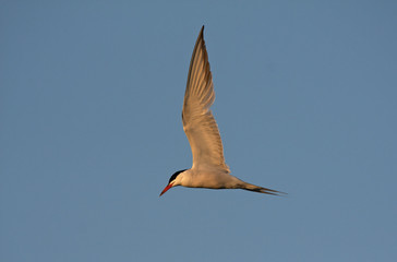 Common tern. Sterna hirundo