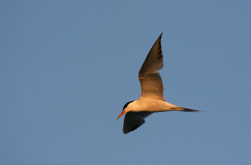Common tern. Sterna hirundo