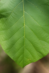 Focus Teak Leaf