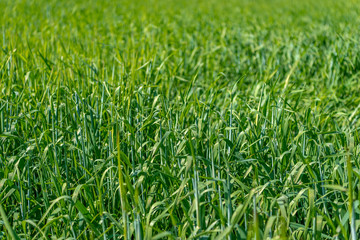 Green wheat field