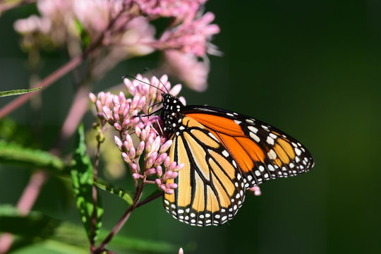 Monarch butterfly feeding on Jopi weed flowers