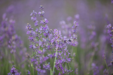 Obraz premium Lavender flowers in a field in nature