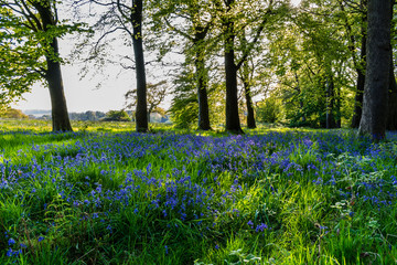 Bluebells in the forest, afternoon sunlight at Bluebells in The Forest, Springtime in Lancashire, England UK