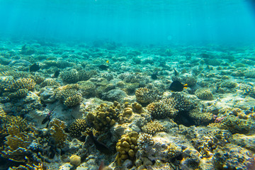 Naklejka na ściany i meble beautiful coral reef under water