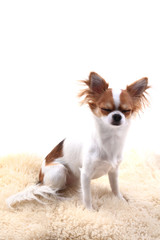 chihuahua is resting