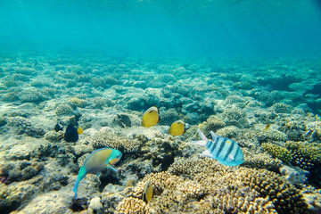 Naklejka na ściany i meble beautiful coral reef under water