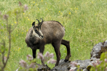 Fototapeta premium Gemse oder Gämse?