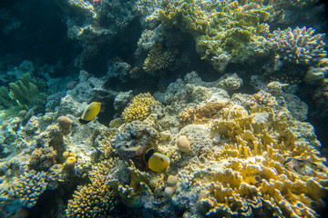 Fototapeta na wymiar beautiful coral reef under water