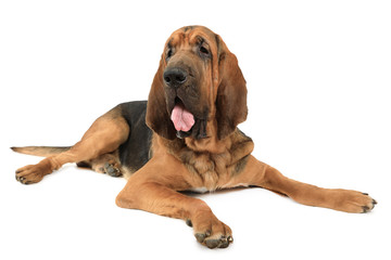 Bloodhound dog over white - obrazy, fototapety, plakaty