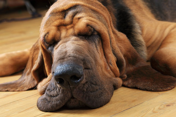 Bloodhound dog sleeping - obrazy, fototapety, plakaty