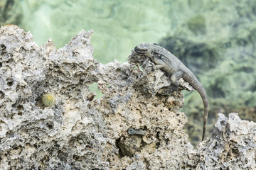 Roatan Lizard on Coral Shore