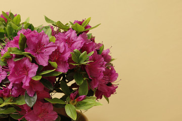 Purple flower before yellowish background