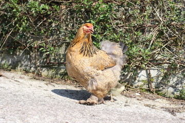Hen