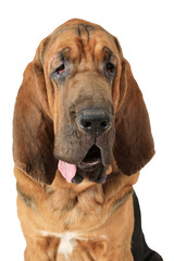 Portrait of purebred Bloodhound dog - obrazy, fototapety, plakaty