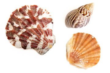 Different shells on white canvas