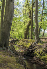 Obraz premium Waldlandschaft im Frühling
