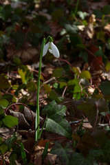 Spring single snowdrop in the forest