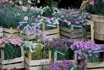 Wooden boxes usually used for fruit, which contain different qualities of carnations (Dianthus caryophyllus) of many colors, during a market exhibition dedicated to special flowers, Italy