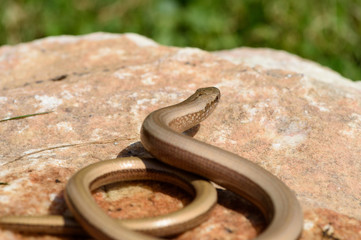 Blindworm (Anguis fragilis) basking on a sunny stone