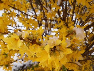 Forsythia bush with yellow leaves