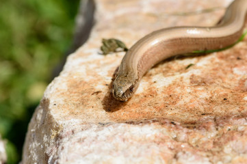 Blindworm (Anguis fragilis) basking on a sunny stone