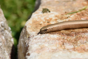 Blindworm (Anguis fragilis) basking on a sunny stone