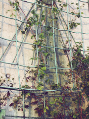 Garden climber and flowers on a grid 