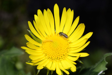 Big yellow flower with an insect against a dark background
