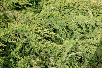 Thickets of thuja background