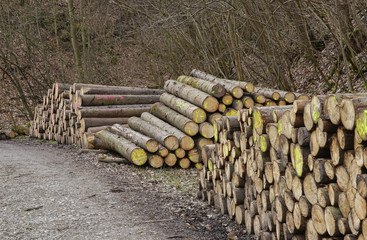 forest and wooden logs