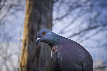 Beautiful pigeon posing
