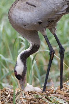 Kranich am Gelege ( Grus Grus)