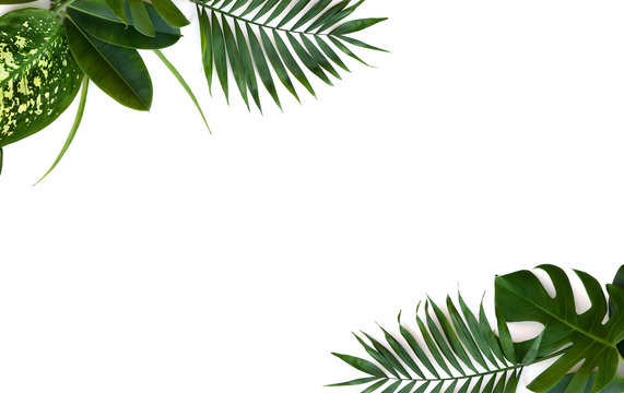 Frame of tropical leaves (Monstera, Dieffenbachia, branch palm, Ficus benjamina) on a white background with space for text. Top view, flat lay