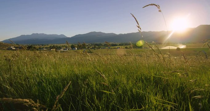 Golden field shimmering in sunset
