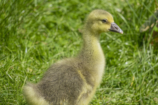gosling (white goose)