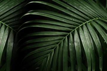 Foto op Plexiglas  palm leaf for texture or background © Rattana