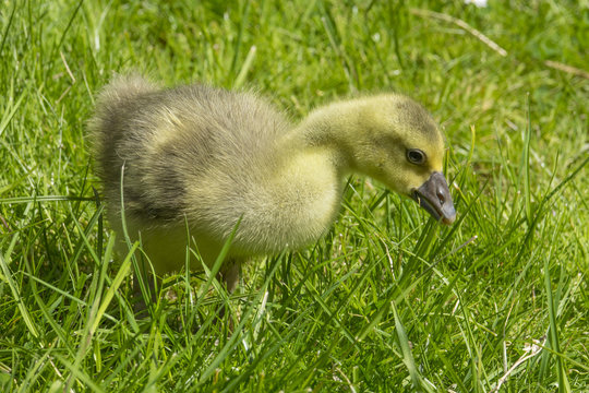 gosling (white goose)