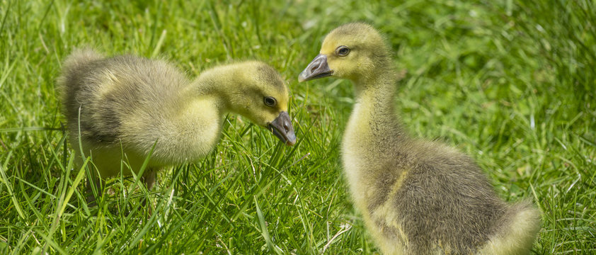 goslings (white goose)