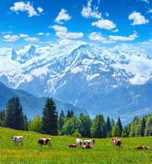 Herd cows on glade and Mont Blanc mountain